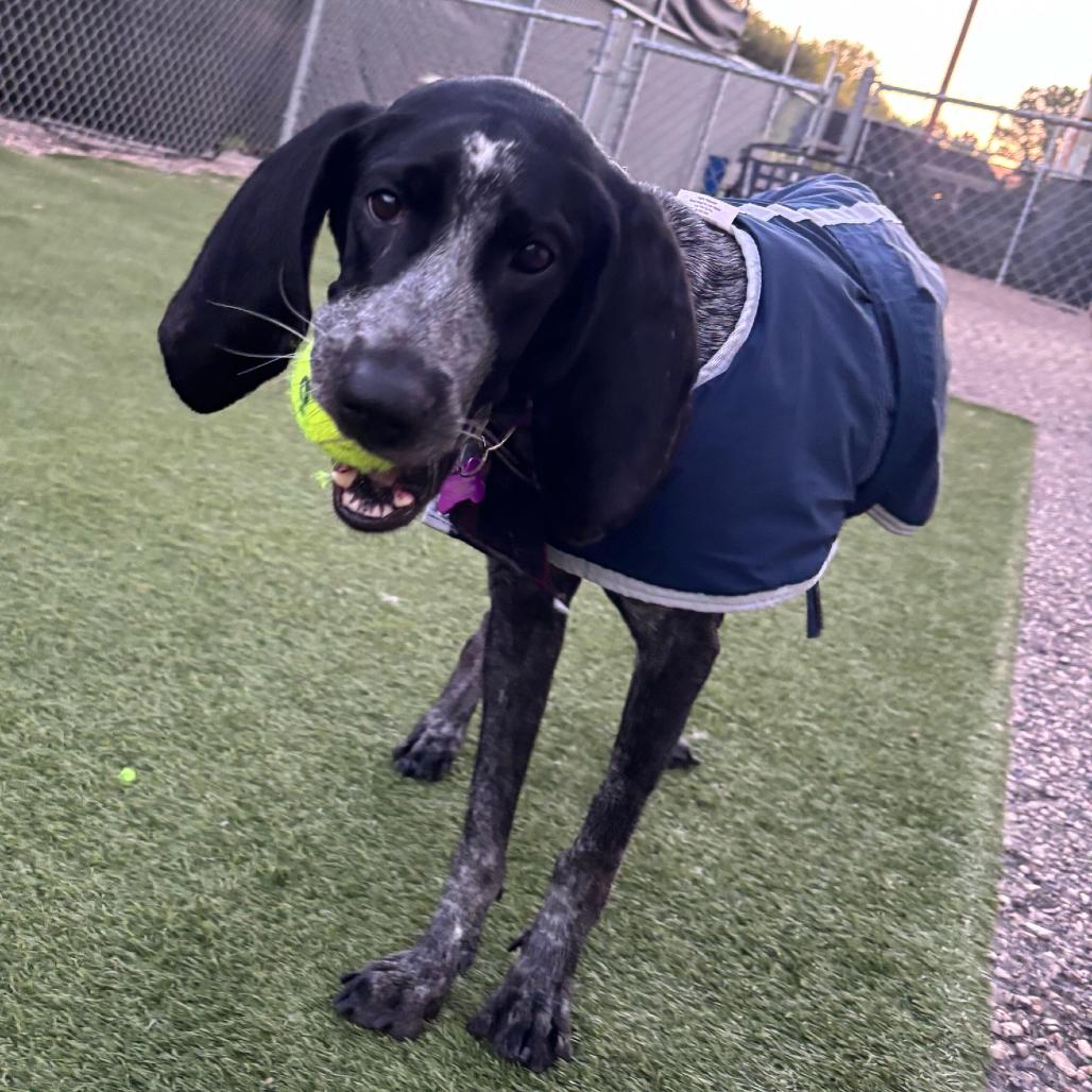 Enlarge Paisley, a Adoptable Bluetick Coonhound in Crystal, MN image 2/3