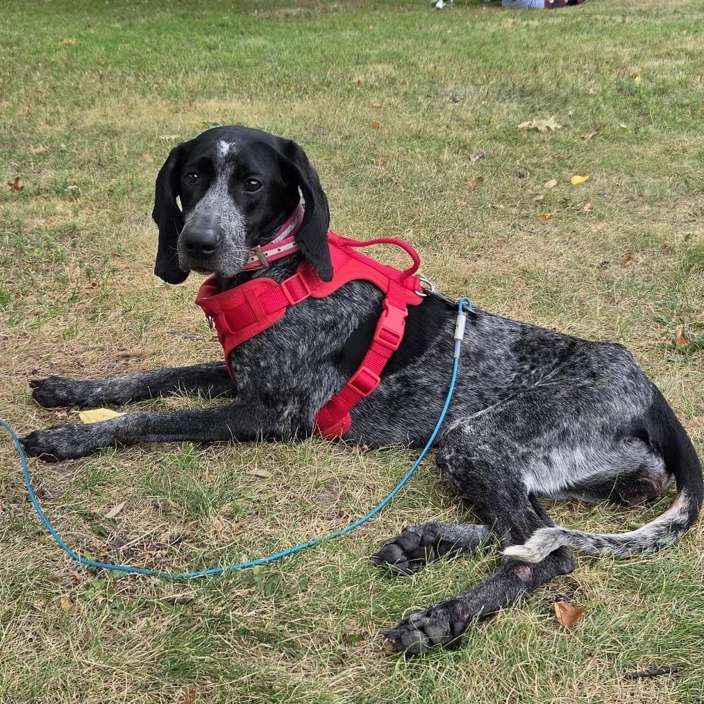 Enlarge Paisley, a Adoptable Bluetick Coonhound in Crystal, MN image 3/3