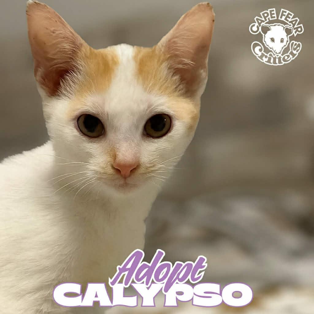 Calypso