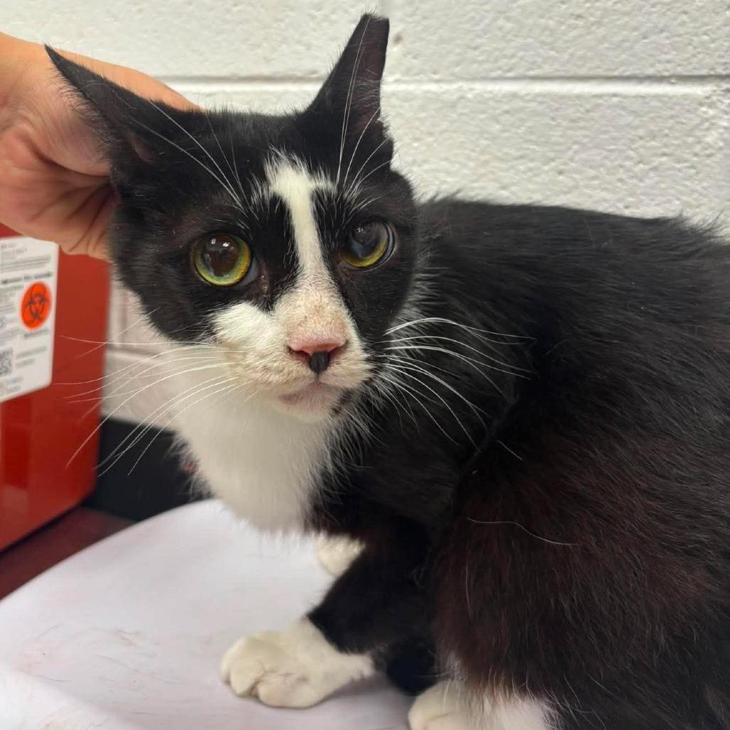 Enlarge Frankenstein, a Adoptable Domestic Short Hair in Rocky Mount, VA image 1/1