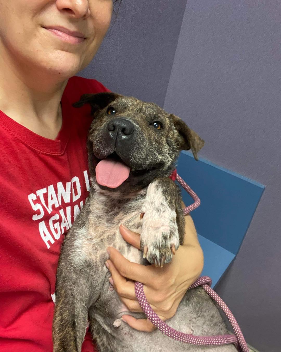 Enlarge Brownie, a Adoptable mixed breed in Houston, TX image 1/6