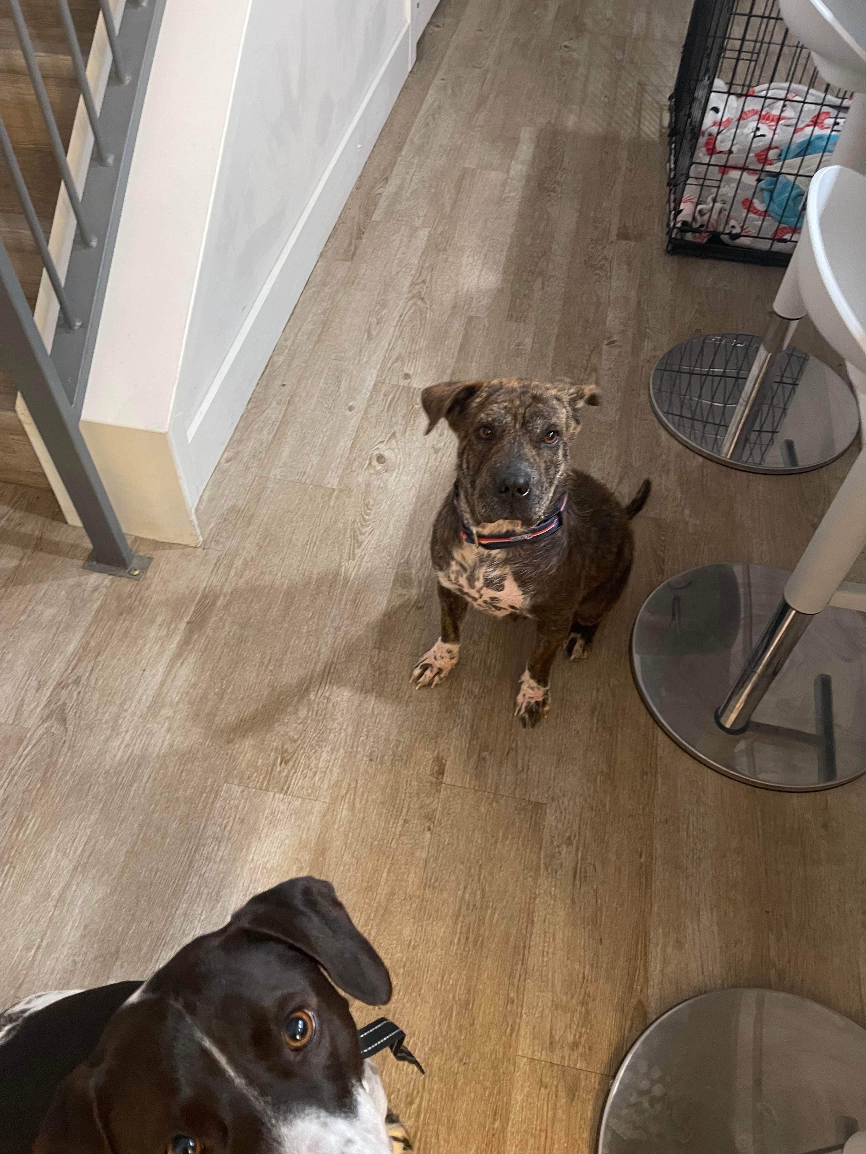 Enlarge Brownie, a Adoptable mixed breed in Houston, TX image 3/6