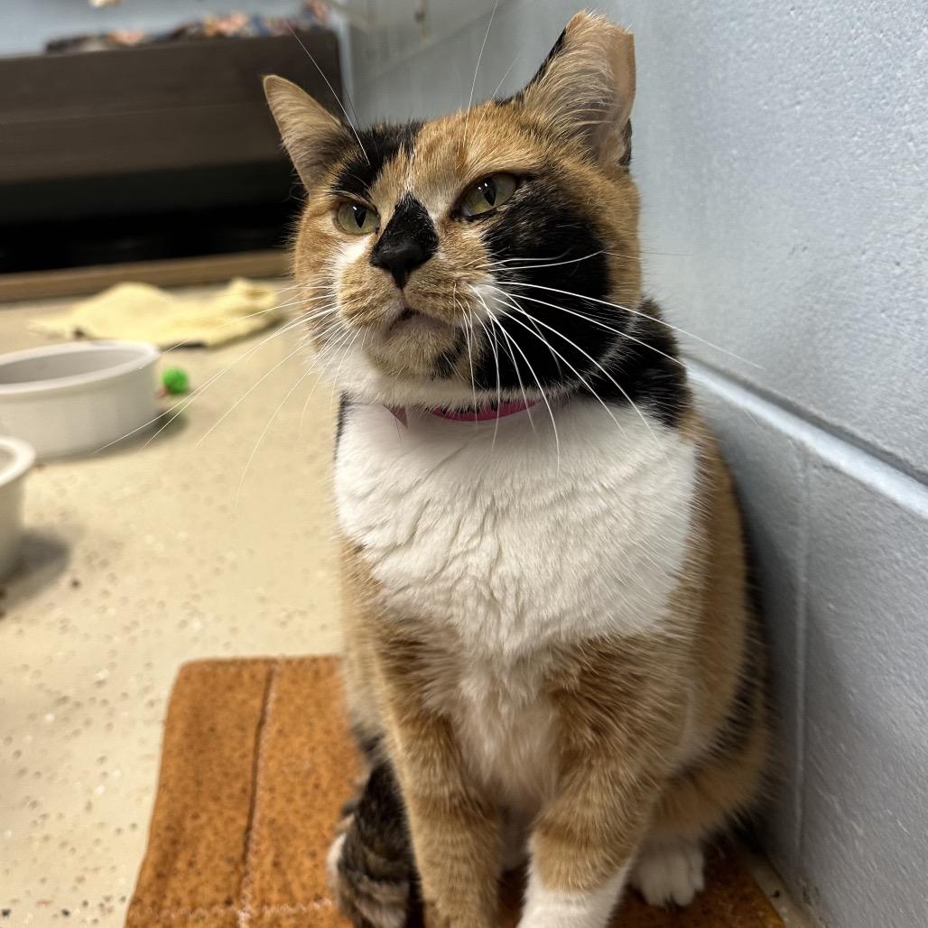 Honeybun, Adoptable, Young Female Domestic Short Hair.