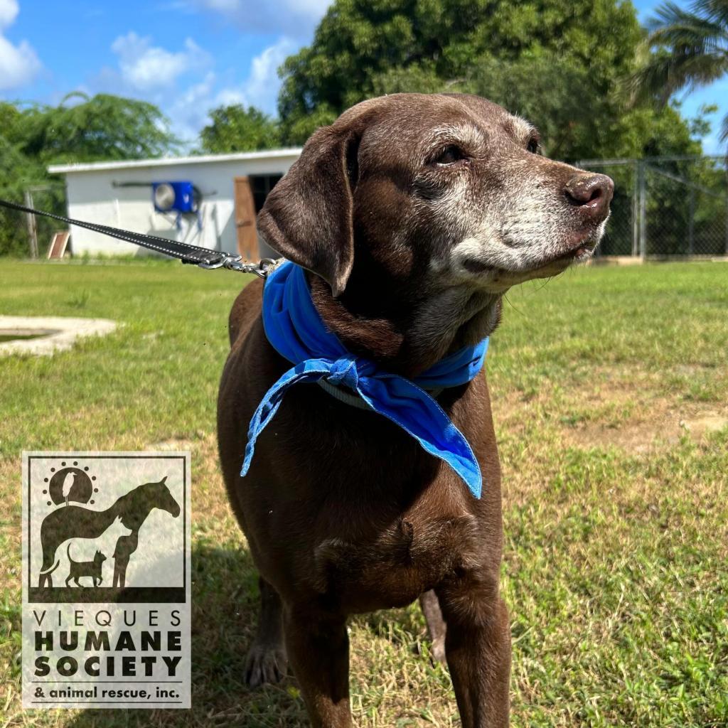 Serena Williams, Adoptable, Senior Female Mixed Breed.