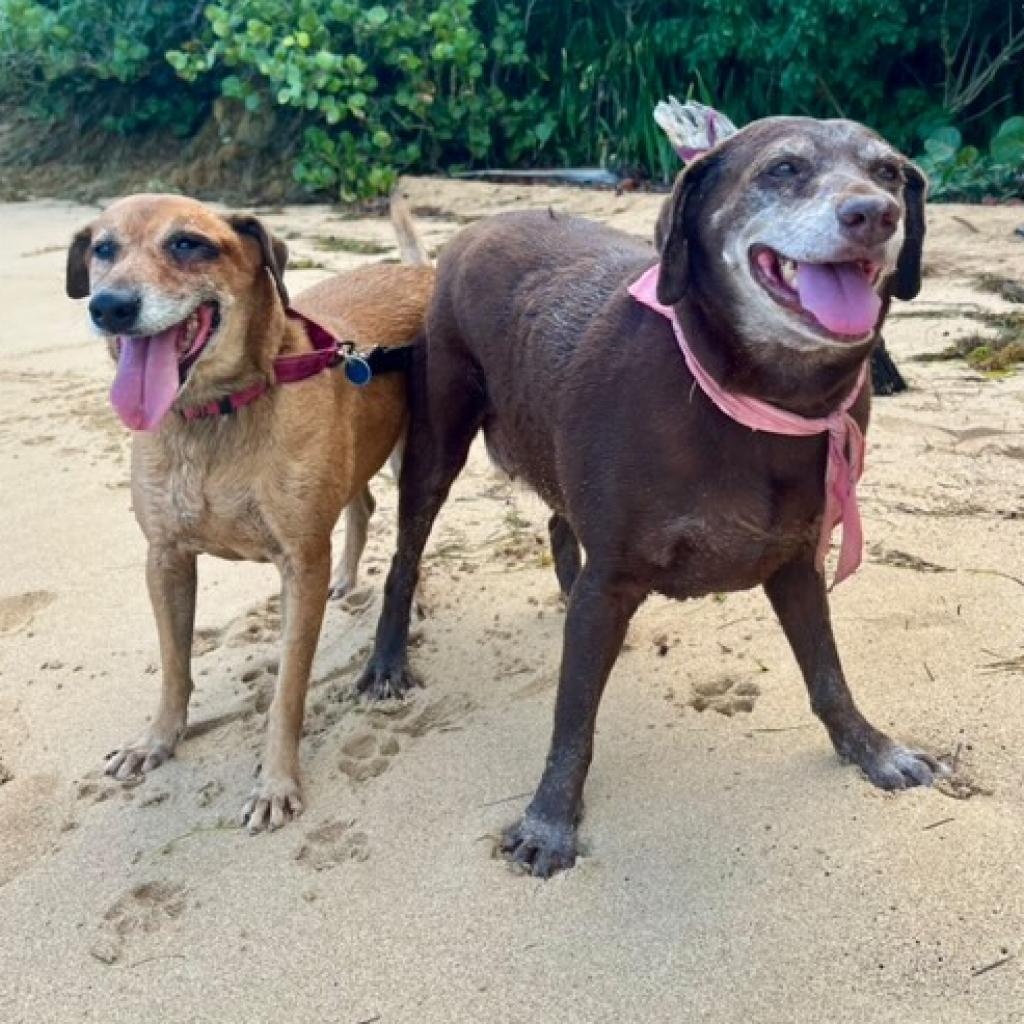 Enlarge Serena Williams, a Adoptable Mixed Breed in Vieques, PR image 2/6