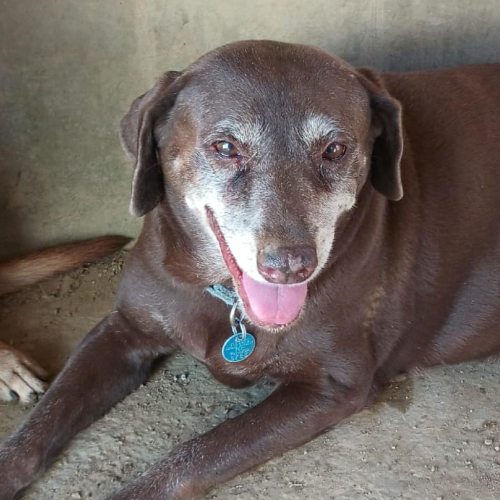 Enlarge Serena Williams, a Adoptable Mixed Breed in Vieques, PR image 3/6