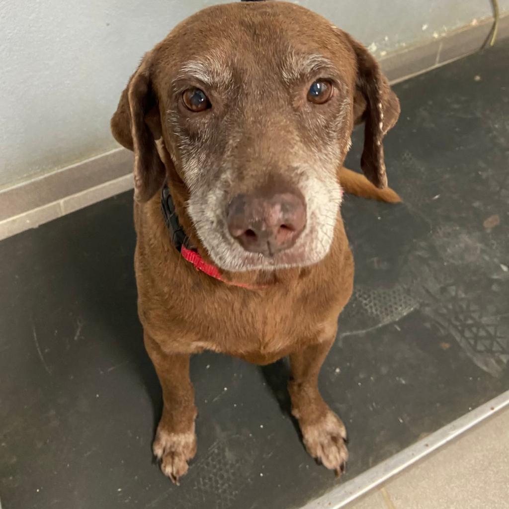 Enlarge Serena Williams, a Adoptable Mixed Breed in Vieques, PR image 4/6