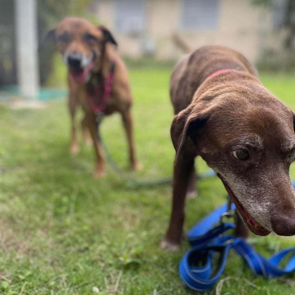 Enlarge Serena Williams, a Adoptable Mixed Breed in Vieques, PR image 5/6