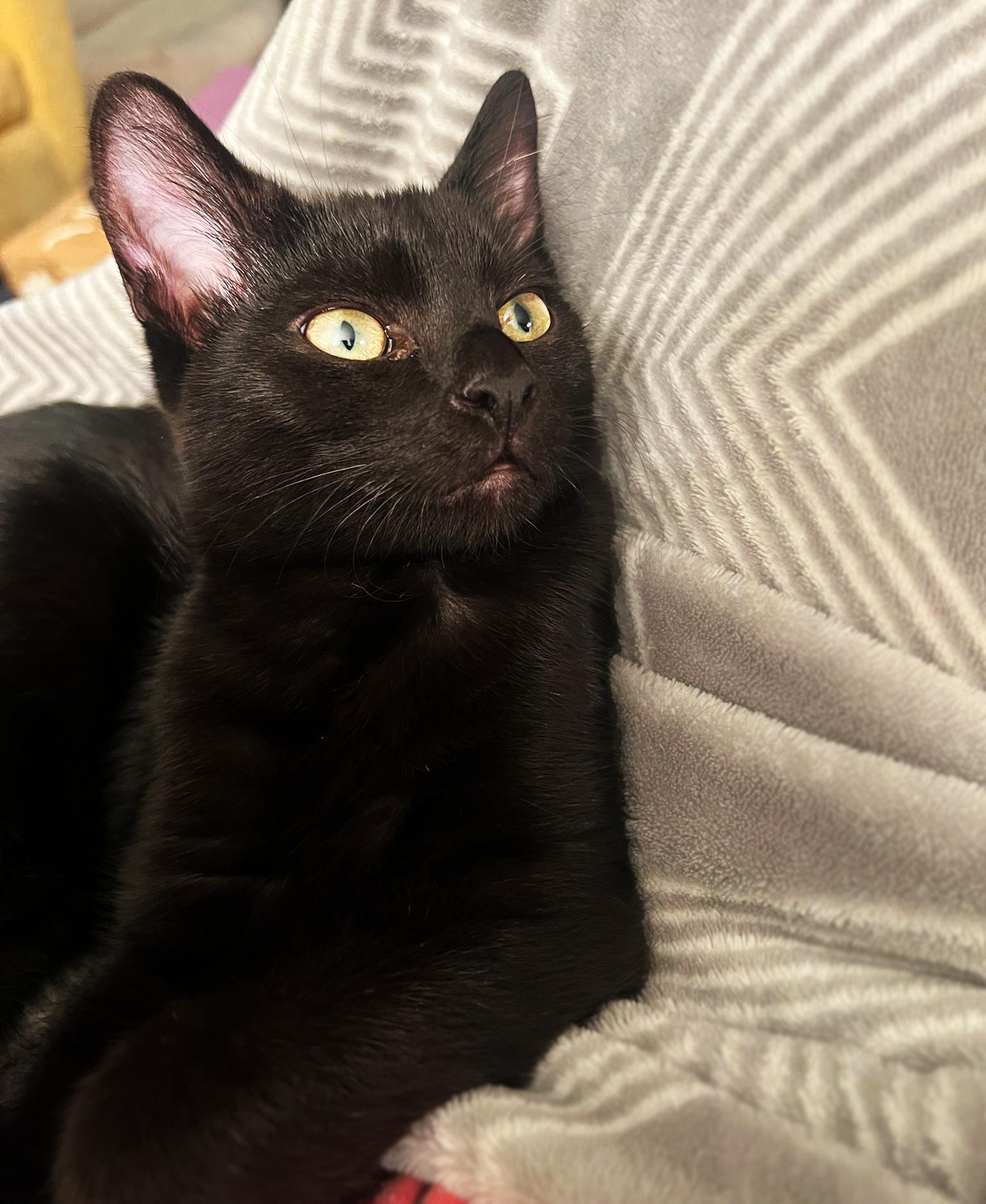 Sage & Lennon, Adoptable, Kitten Male Domestic Short Hair.