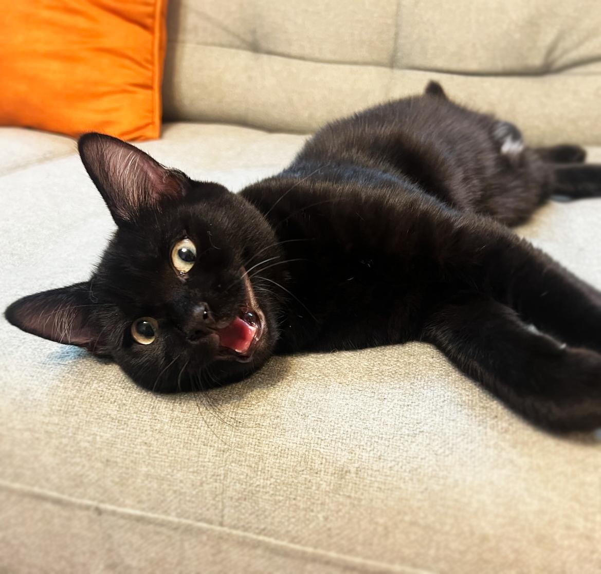 Enlarge Sage & Lennon, a Adoptable Domestic Short Hair in Asheville, NC image 2/2