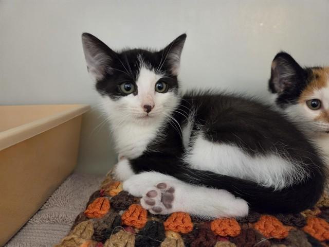 BIGGIE, Adoptable, Kitten Male Domestic Short Hair.