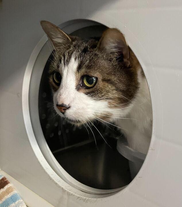 Enlarge Honey Bun, a ADOPTABLE Domestic Medium Hair in Jackson, MI image 3/4