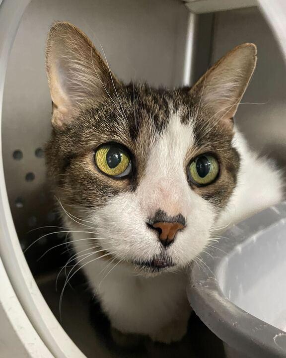 Enlarge Honey Bun, a ADOPTABLE Domestic Medium Hair in Jackson, MI image 2/4