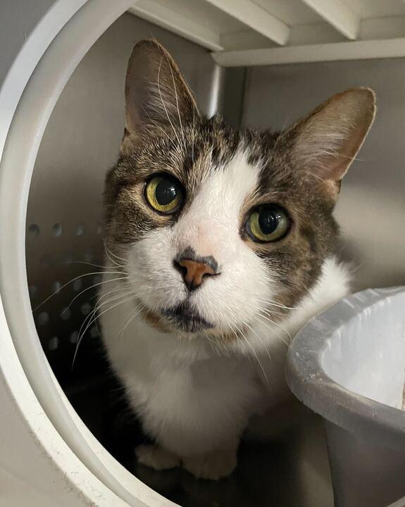 Honey Bun, ADOPTABLE, Senior Male Domestic Medium Hair.