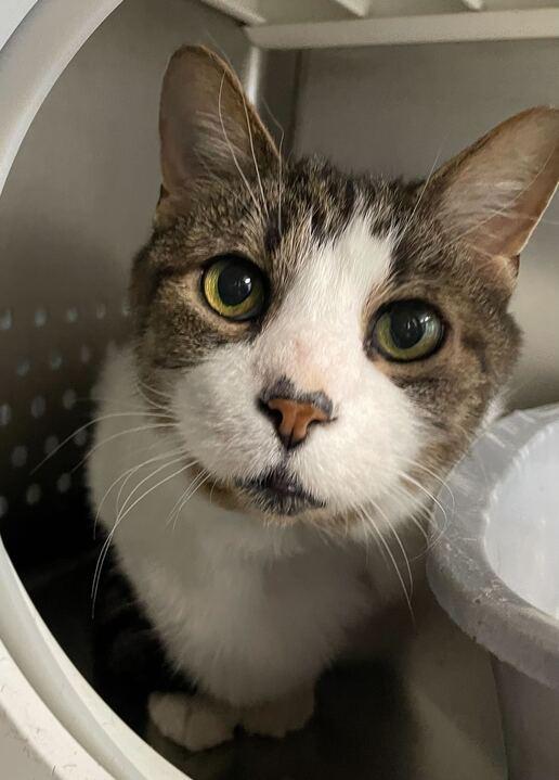 Enlarge Honey Bun, a ADOPTABLE Domestic Medium Hair in Jackson, MI image 4/4