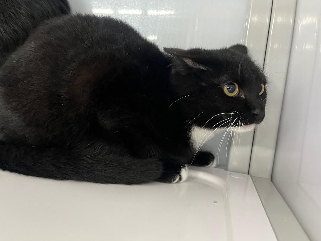 Enlarge Valley, a Adoptable mixed breed in Raleigh, NC image 1/2