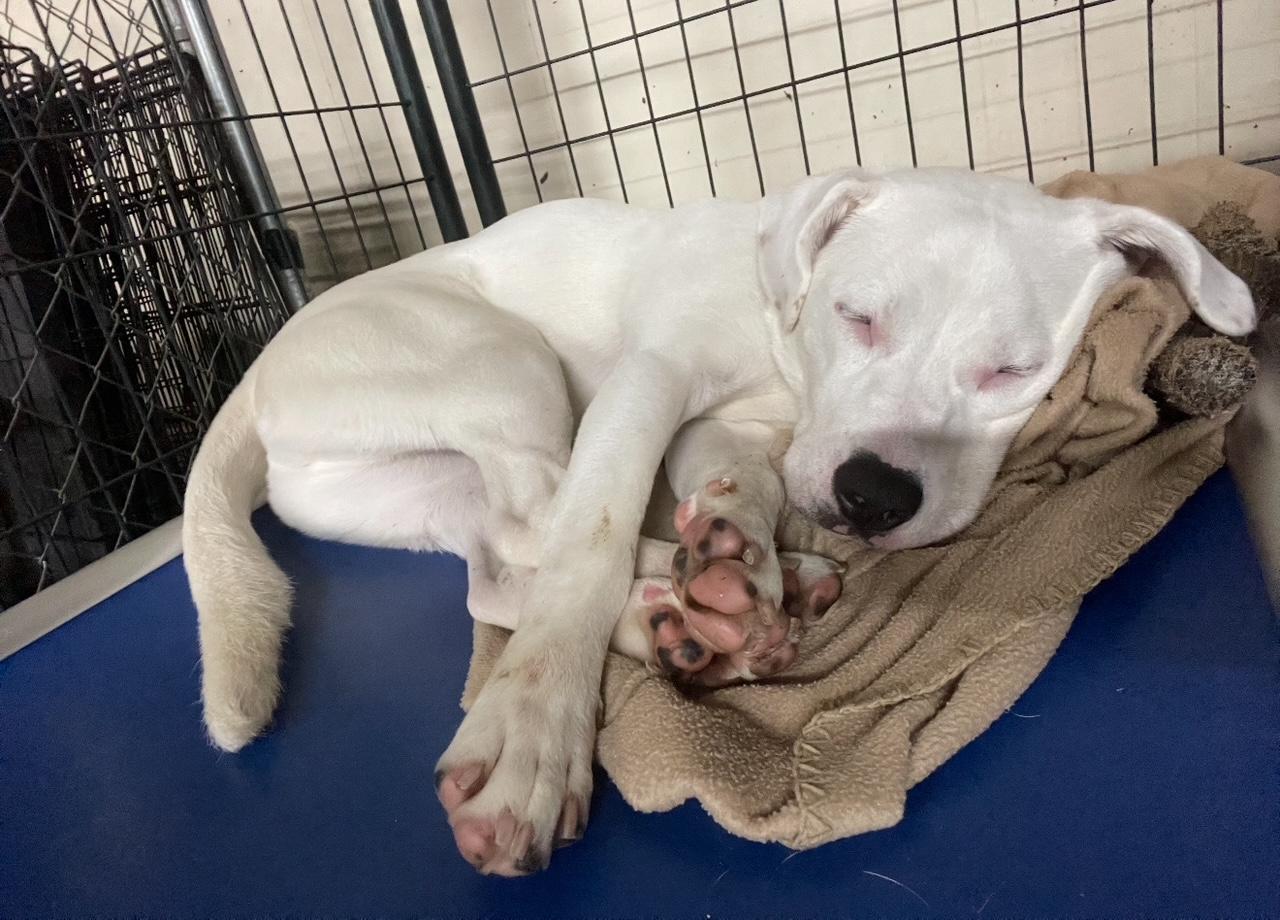 Enlarge Dopey, a Adoptable mixed breed in Franklin, PA image 1/1