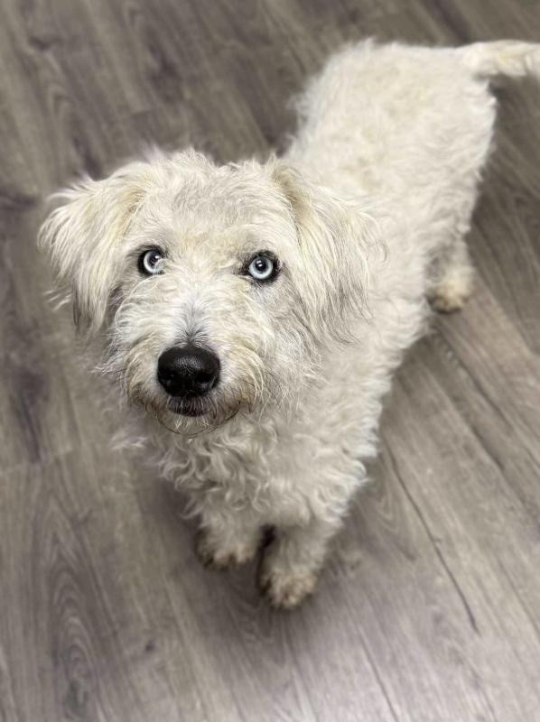 Enlarge Lainey, an adopted mixed breed in Fort Collins, CO image 2/6