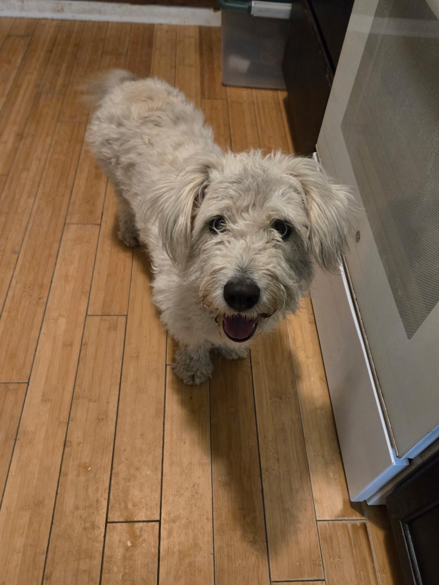 Enlarge Lainey, an adopted mixed breed in Fort Collins, CO image 6/6