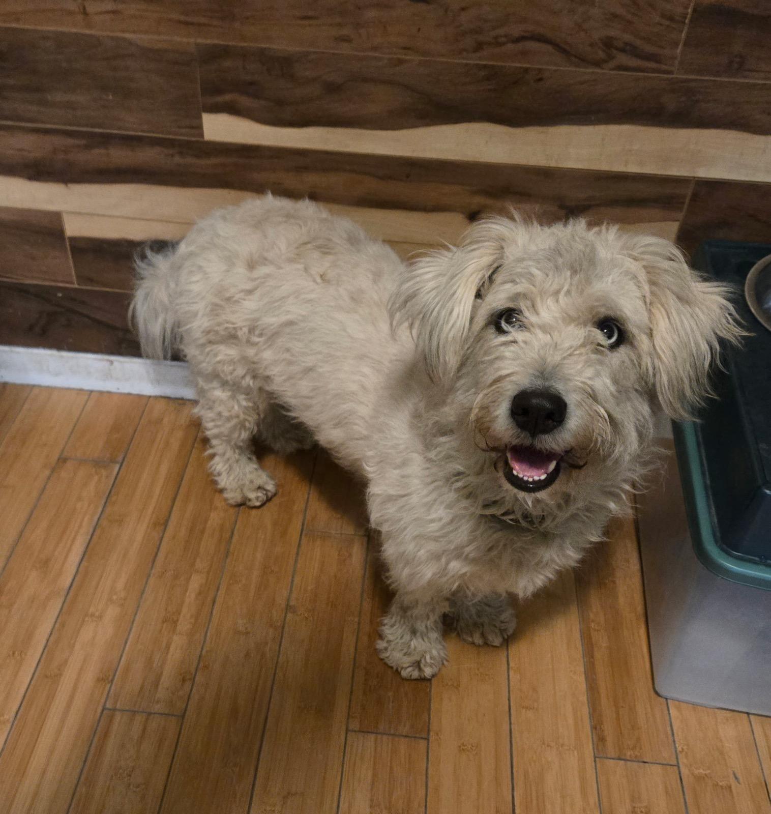 Enlarge Lainey, an adopted mixed breed in Fort Collins, CO image 4/6