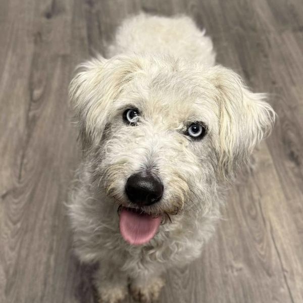 Lainey, adopted, Adult Female Terrier.