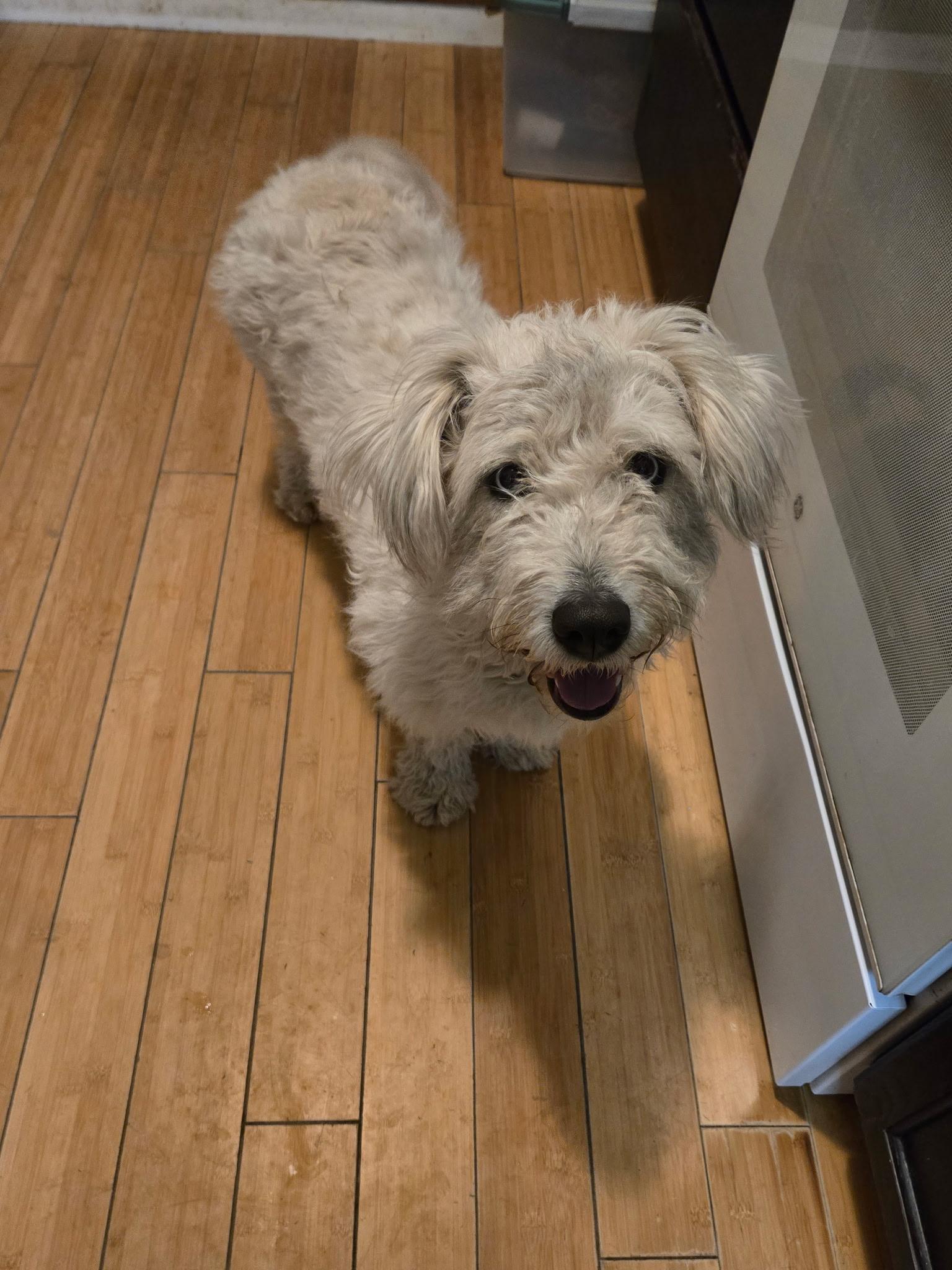 Enlarge Lainey, an adopted mixed breed in Fort Collins, CO image 5/6