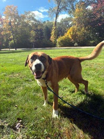 Enlarge Billy Bob, a Adoptable mixed breed in Bedford Hills, NY image 5/6