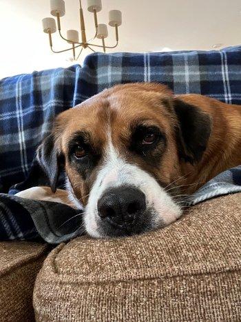 Enlarge Billy Bob, a Adoptable mixed breed in Bedford Hills, NY image 1/6