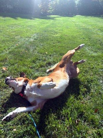 Enlarge Billy Bob, a Adoptable mixed breed in Bedford Hills, NY image 4/6