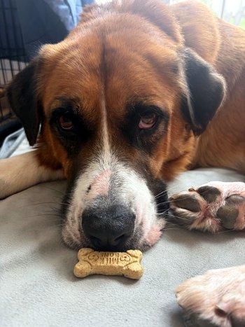 Enlarge Billy Bob, a Adoptable mixed breed in Bedford Hills, NY image 6/6