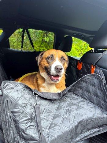 Enlarge Billy Bob, a Adoptable mixed breed in Bedford Hills, NY image 3/6