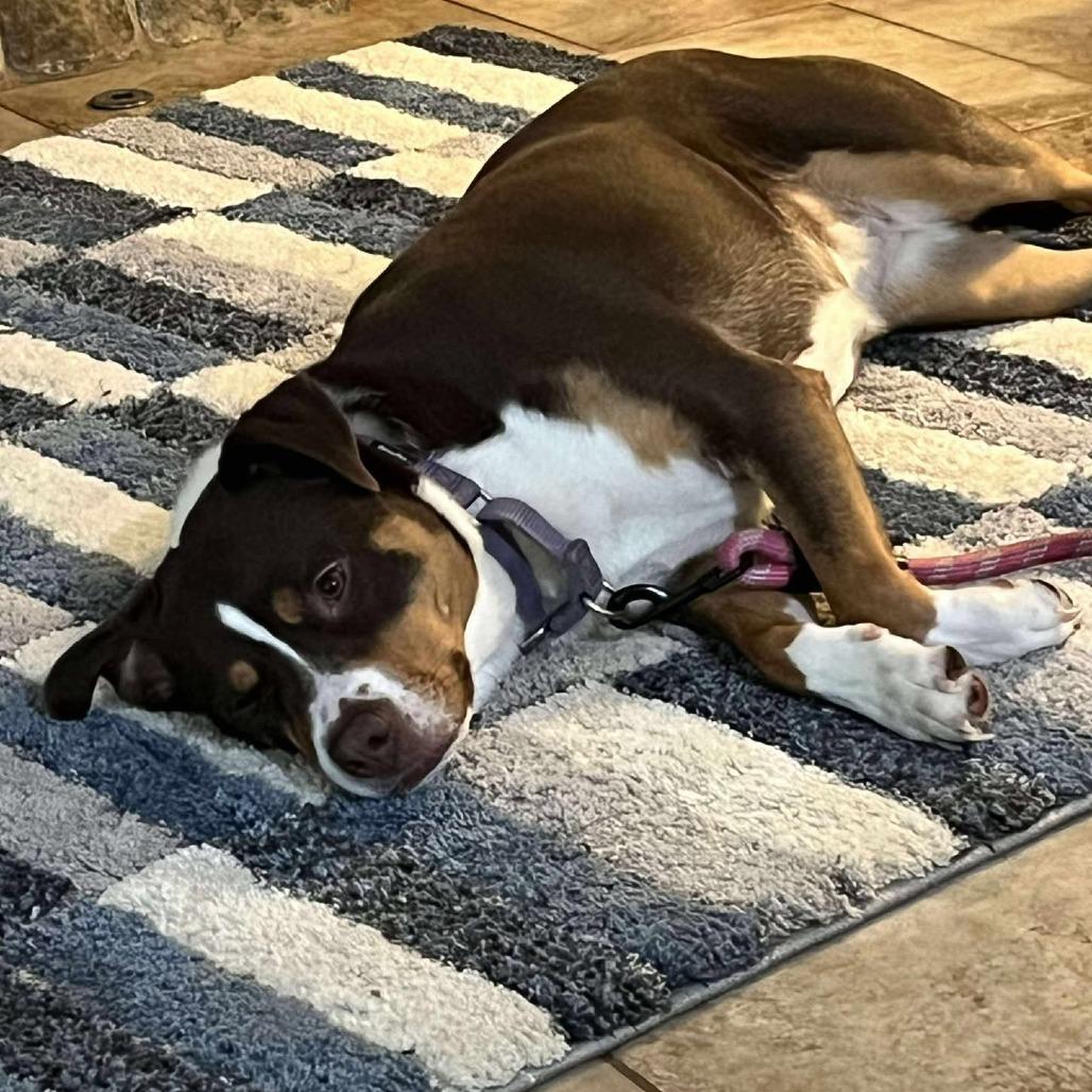 Hazel, a Adoptable mixed breed in Overland Park, KS image 1/4