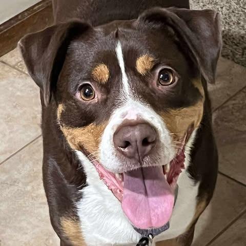 Hazel, a Adoptable mixed breed in Overland Park, KS image 2/4