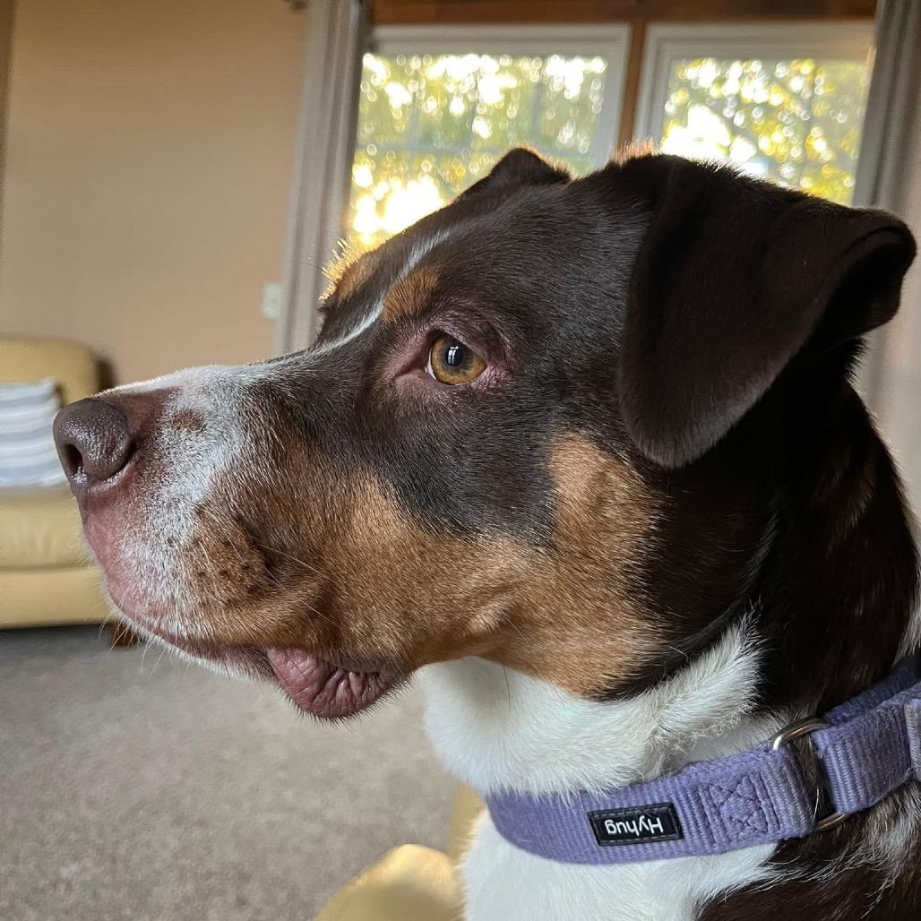 Hazel, a Adoptable mixed breed in Overland Park, KS image 3/4