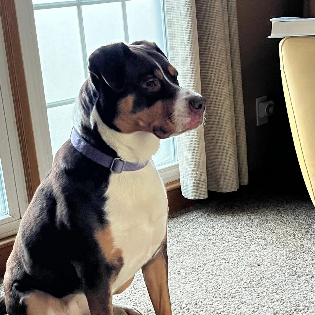 Hazel, a Adoptable mixed breed in Overland Park, KS image 4/4