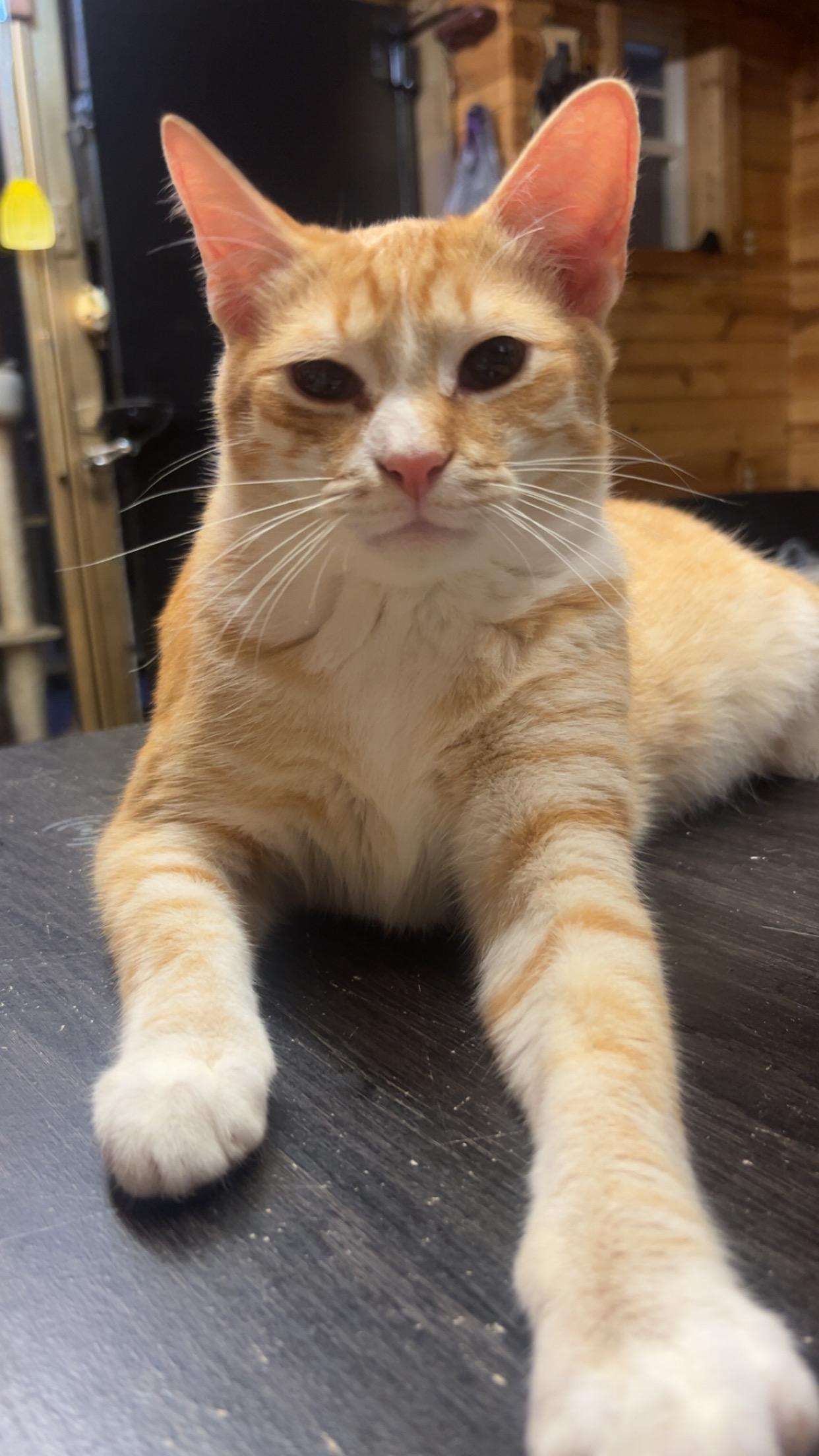 Enlarge Buttcrack, an adopted Domestic Short Hair in Sunbright, TN image 2/2