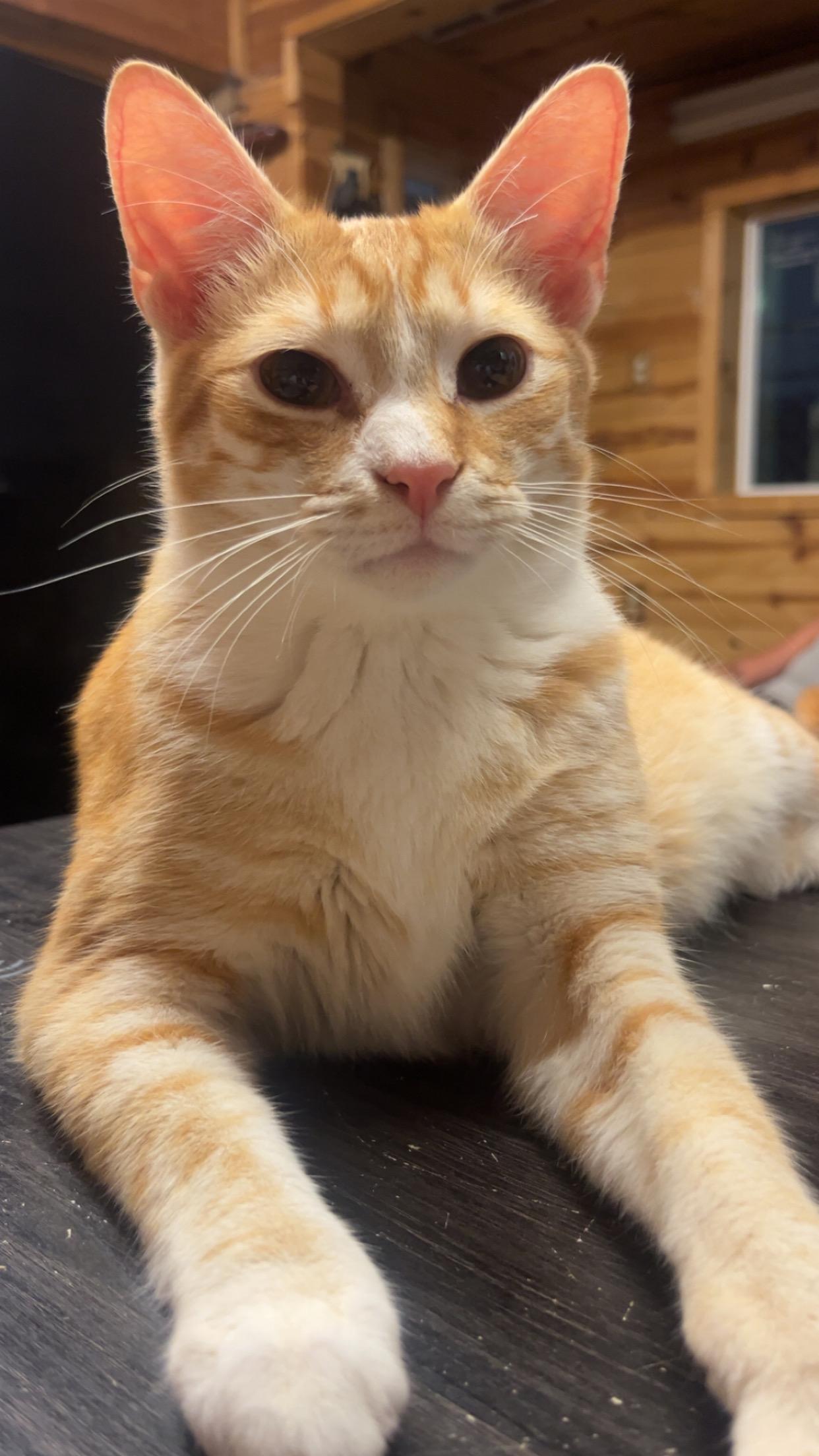 Enlarge Buttcrack, an adopted Domestic Short Hair in Sunbright, TN image 1/2