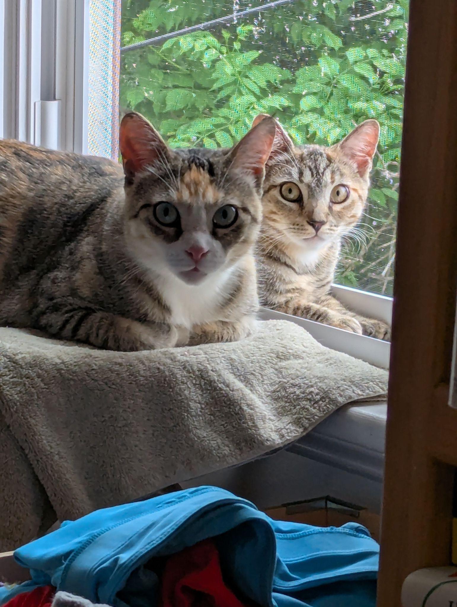 Farrah, Adoptable, Young Female Domestic Short Hair.