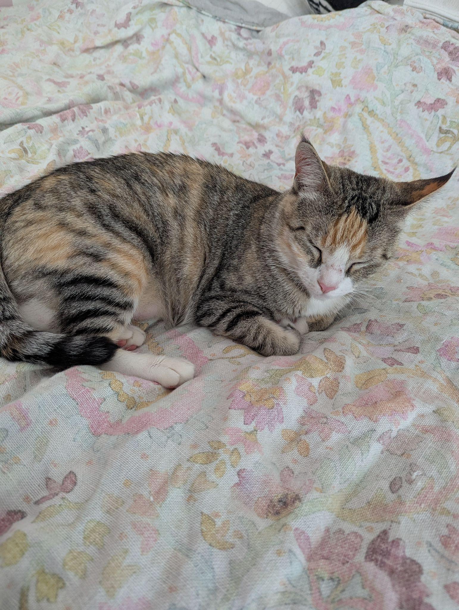 Farrah, a Adoptable Domestic Short Hair image 3/6