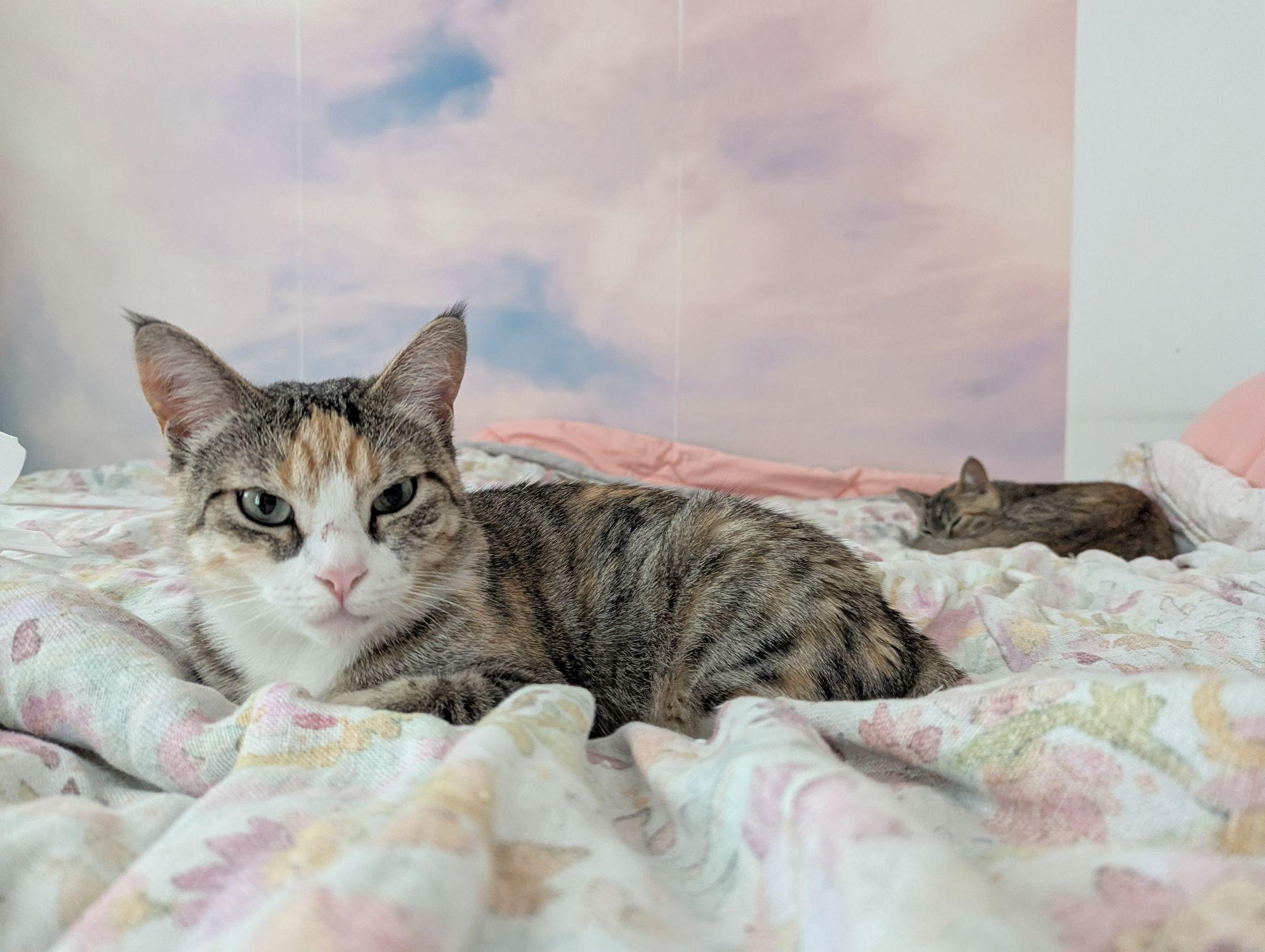 Farrah, a Adoptable Domestic Short Hair image 5/6