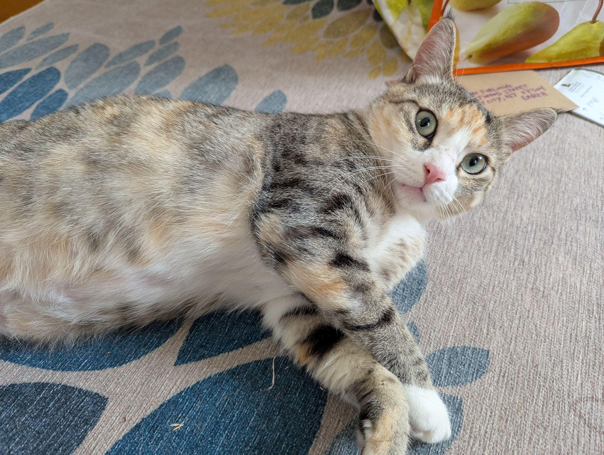 Farrah, a Adoptable Domestic Short Hair image 6/6