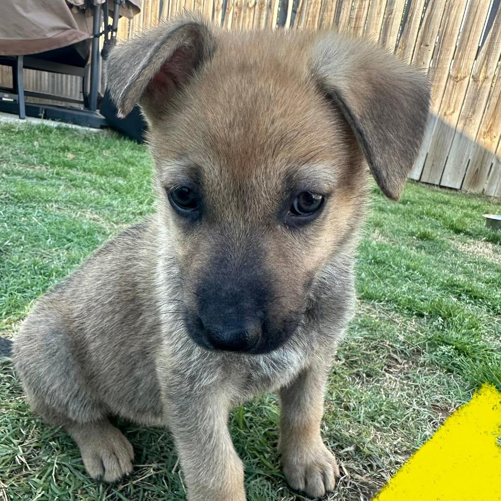 Crunch, Adoptable, Puppy Female German Shepherd Dog.