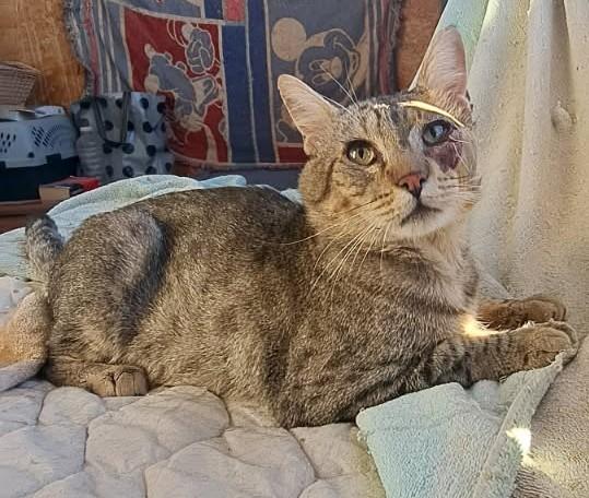 Basil, Adopted, Adult Male American Shorthair.