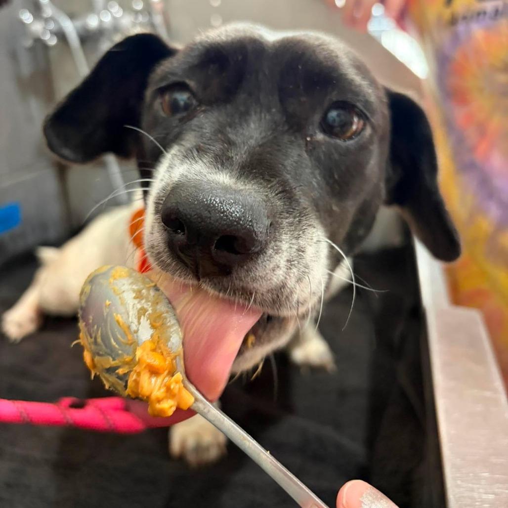 Haba, Adoptable, Young Female Beagle & Mixed Breed.
