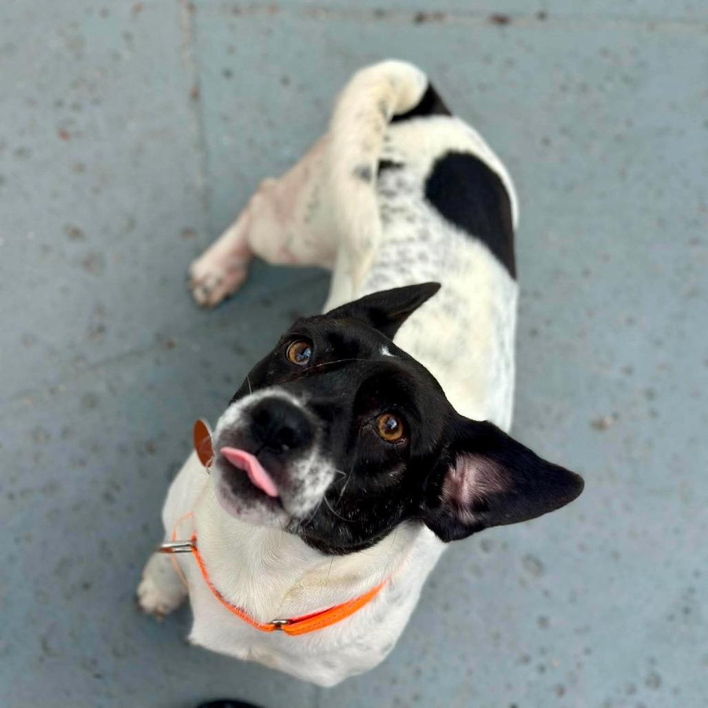Enlarge Haba, a Adoptable mixed breed in Seminole, FL image 2/4