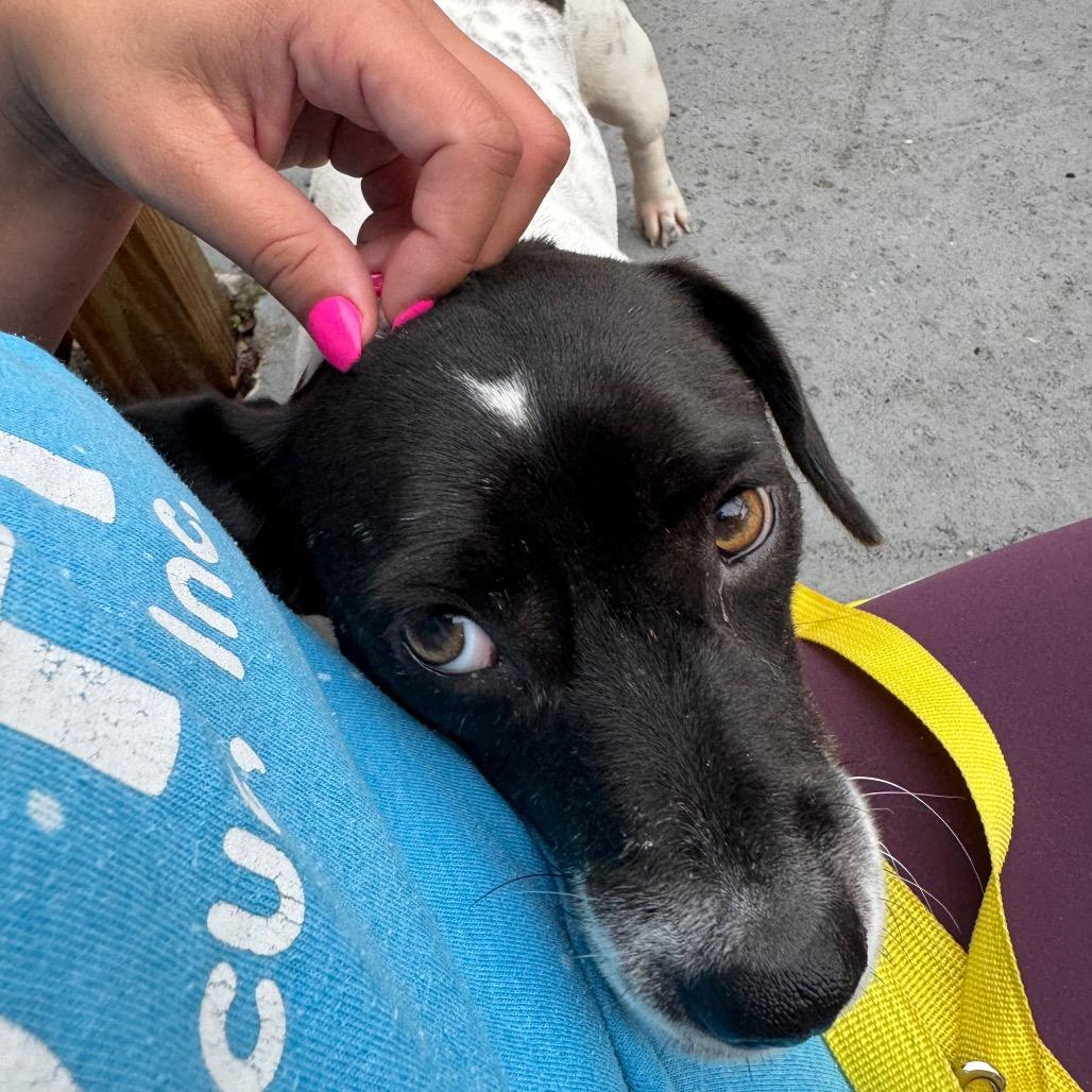 Enlarge Haba, a Adoptable mixed breed in Seminole, FL image 3/4