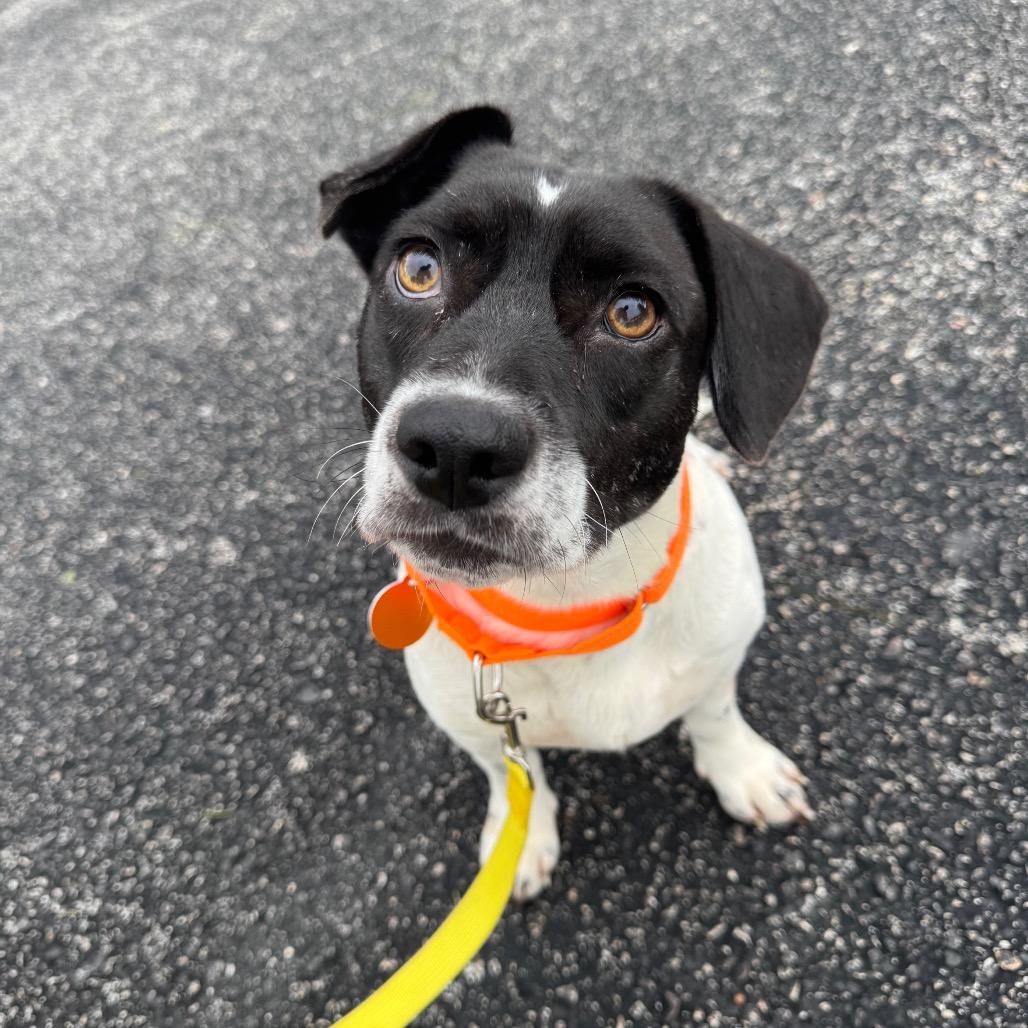 Enlarge Haba, a Adoptable mixed breed in Seminole, FL image 4/4