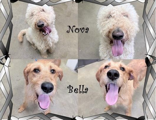 Bella and Nova (BONDED PAIR)