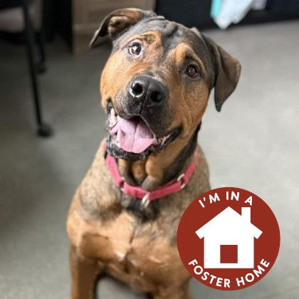 Enlarge Texas, a Adoptable mixed breed in Janesville, WI image 1/3