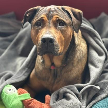 Enlarge Texas, a Adoptable mixed breed in Janesville, WI image 2/3